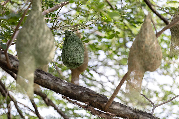 istock There are many bird nests in the trees in the middle of a single big tree. 2223938708