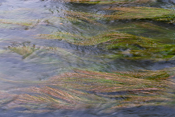 A clear river flows gently, revealing underwater plants, vibrant life, and peaceful natural surroundings.
