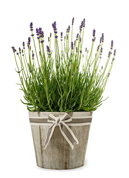 Lavenders flowers bunch in vase