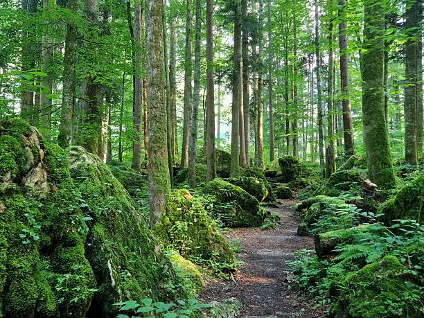 Ruhpolding - Weg durch verwilderten Märchenwald