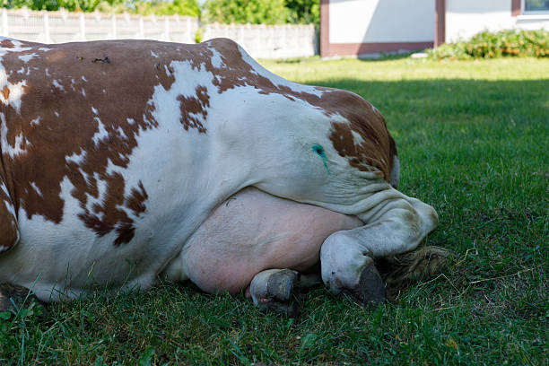 istock A Relaxed Cow Lying on Green Grass Under Sunlight, Displaying Brown and White Spots on Its Body, Surrounded by a Calm Farm Environment, Showcasing Natural Beauty and Tranquility 2223940536