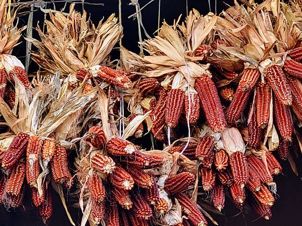 Many hanging bundles of dried red corn cobs close-up with dark background in autumn