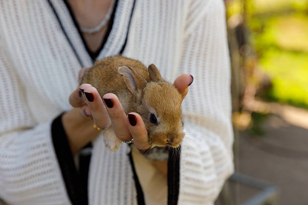 This image features a small, fluffy baby rabbit being held carefully in a woman's hands as she enjoys the peacefulness of a sunny day outdoors in a beautiful garden.