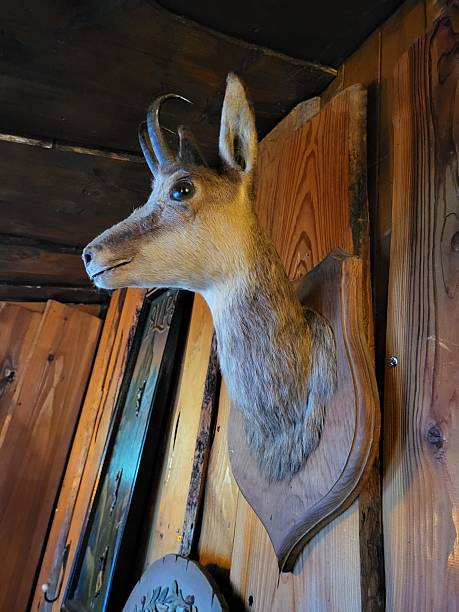 istock Taxidermy Deer head mounted 2223943276
