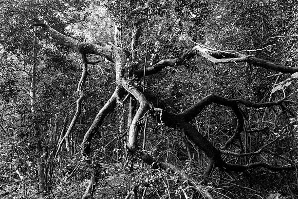 istock Tangle of gnarled, exposed tree branches on dead tree in black and white, Bidston, Birkenhead, Wirral, Merseyside, England, Britain 2223943892