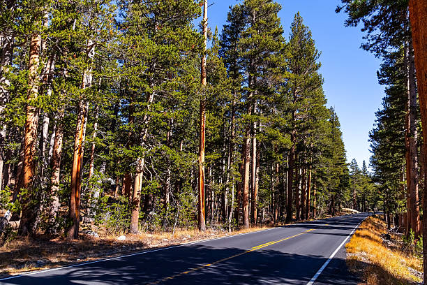 The highway surrounded by evergreen spruce trees. The highway crosses Tioga Pass. The pass is located in the Sierra Nevada, east of Yosemite. California, USA.