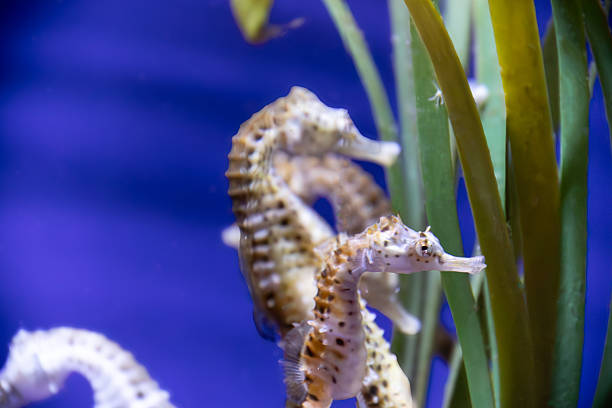 seahorses in sea grass. small aquatic animals in close up. interesting to observe. detailed and beautiful.
