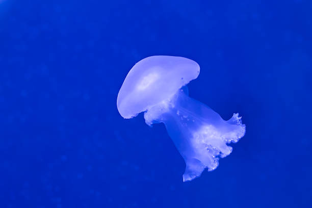 jellyfish isolated on a white background