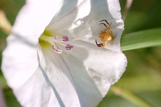A small yellow spider is perched inside a delicate white flower, surrounded by vibrant green foliage in a sunny garden during spring. The scene captures nature's detail and beauty.