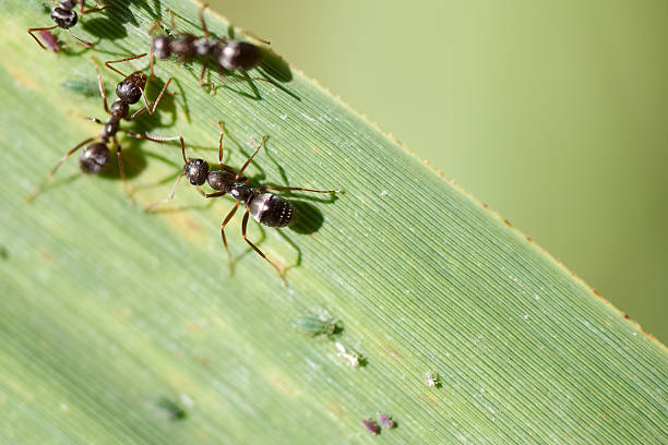 istock Black ants crawling on a green leaf in a natural environment during daylight 2223944807