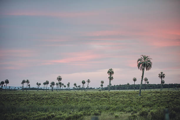 A serene view of a palm grove in El Palmar, Rocha Department, where clusters of elegant Butia palms rise from the prairie. Their graceful, arching fronds create rhythmic patterns against the open sky, capturing the unique and quiet beauty of Uruguay’s natural landscapes.  Reserva de Biósfera Bañados del Este. Species: Butia odorata or South American jelly palm.