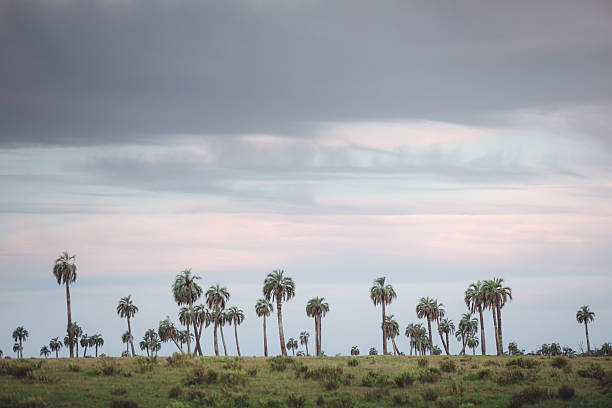 A serene view of a palm grove in El Palmar, Rocha Department, where clusters of elegant Butia palms rise from the prairie. Their graceful, arching fronds create rhythmic patterns against the open sky, capturing the unique and quiet beauty of Uruguay’s natural landscapes.  Reserva de Biósfera Bañados del Este. Specie: Butia odorata or South American jelly palm. -Reserva de Biósfera Bañados del Este. Species: Butia odorata or South American jelly palm.
