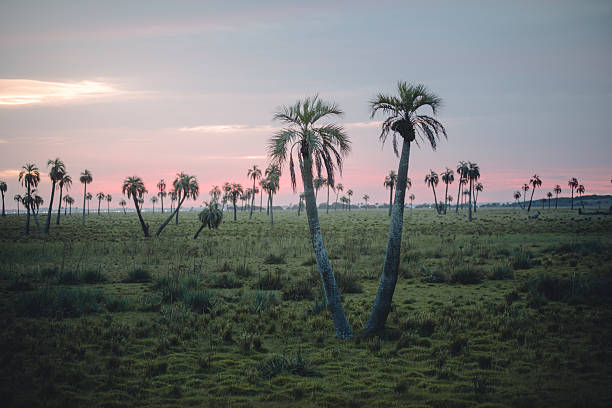 A serene view of a palm grove in El Palmar, Rocha Department, where clusters of elegant Butia palms rise from the prairie. Selective focus on two leaning palms in the foreground. - Reserva de Biósfera Bañados del Este. - Species: Butia odorata or South American jelly palm.