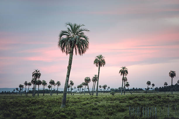 A serene view of a palm grove in El Palmar, Rocha Department, where clusters of elegant Butia palms rise from the prairie. Focus on a palm in the foreground.  Reserva de Biósfera Bañados del Este. Species: Butia odorata or South American jelly palm.