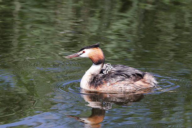 L 46-51cm, WS 59-73cm.Breeds commonly on larger waters with reed. In winter, offshore or on lakes, reservoirs, mostly in W Europe.Not shy, spends much time openly on unvegetated waters.Nest a large mound of reed stems.This is a common Species in the Netherlands (Breeds also in Canals near Habitation).