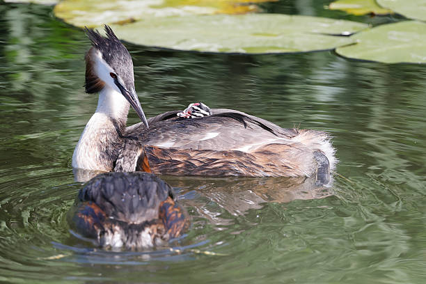 L 46-51cm, WS 59-73cm.Breeds commonly on larger waters with reed. In winter, offshore or on lakes, reservoirs, mostly in W Europe.Not shy, spends much time openly on unvegetated waters.Nest a large mound of reed stems.This is a common Species in the Netherlands (Breeds also in Canals near Habitation).