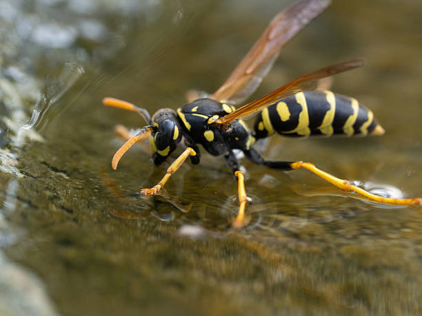 close up of one thirsty field wasp drinking from water bowl for animals outdoors in garden on hot sunny summer day during drought periode