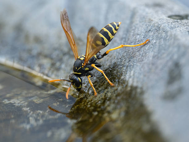 close up of one thirsty paper wasp drinking from water bowl for animals outdoors in garden on hot sunny summer day during drought periode