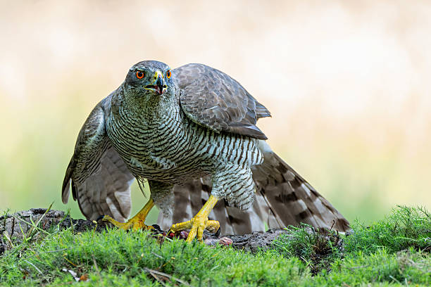 istock Northern goshawk in the forest 2223946143