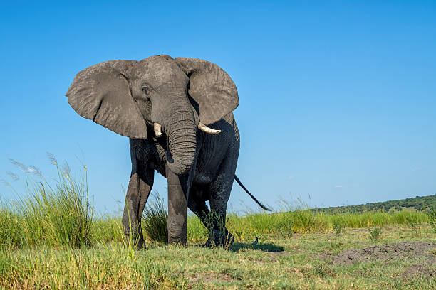 istock elephant showing dominant behaviour at the Chobe River 2223946295