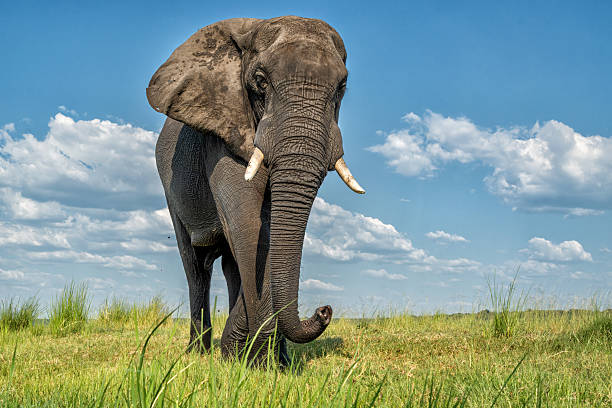 istock elephant showing dominant behaviour at the Chobe River 2223946447