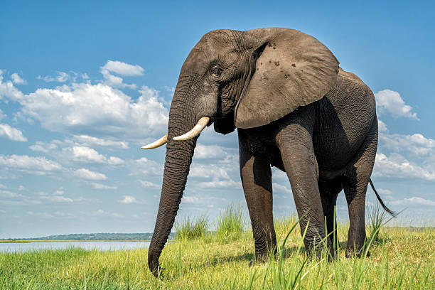 istock elephant showing dominant behaviour at the Chobe River 2223946449