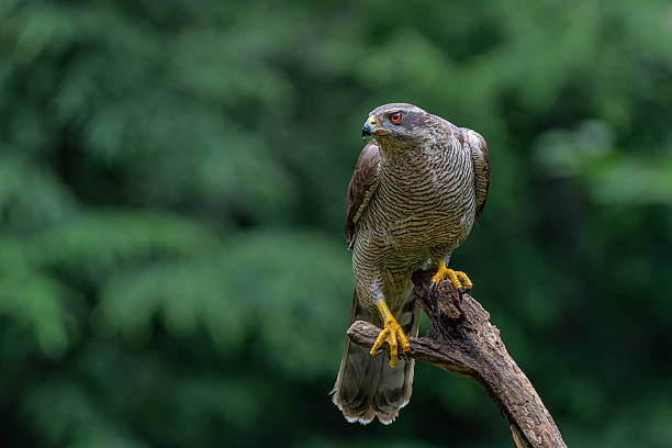 Northern goshawk in the forest
