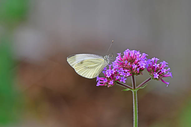 istock cabbage butterfly on flower of a thistle 2223949382