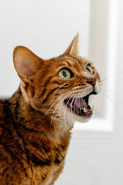 istock Closeup of a Bengal cat 2223950096