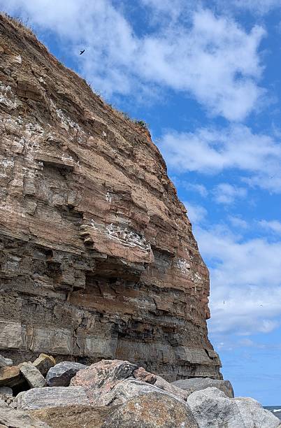 istock Kittiwakes nesting on Cowbar Nab, Staithes, UK 2223950674