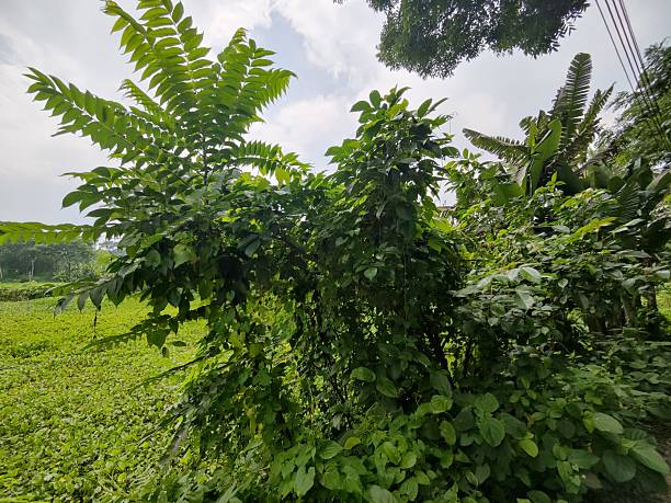 istock rural landscape with diverse tree types of bangladesh 2223951237