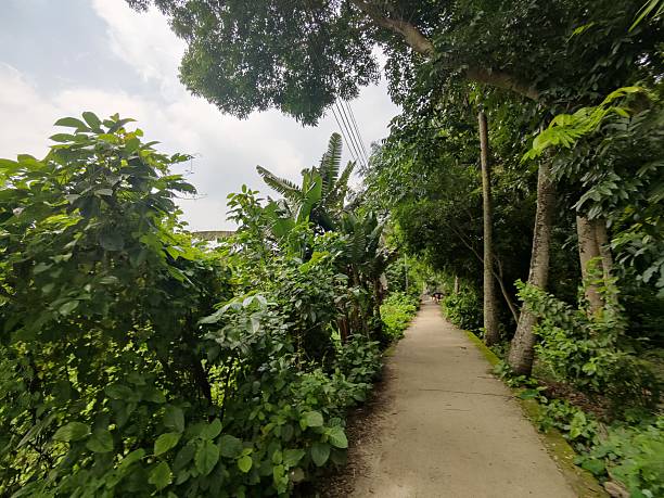 istock Village road covered with trees and beautiful nature . 2223951312