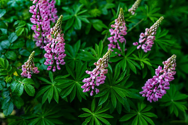 Lupine flowers in full bloom with vibrant pink and green hues