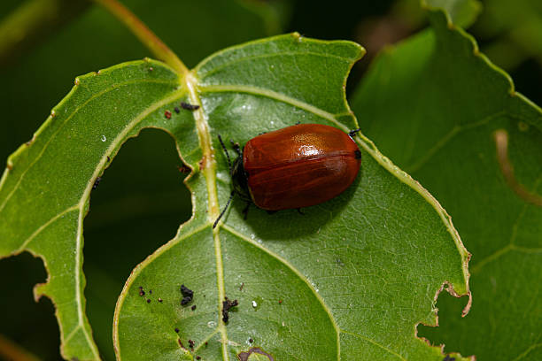 istock Poplar leaf beetle walking on damaged green leaf 2223952761