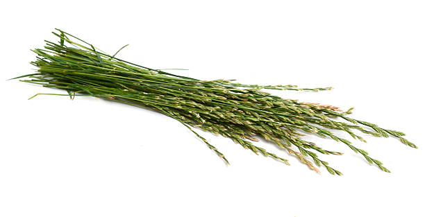 istock Grass lawn flowers seeds 2223953306