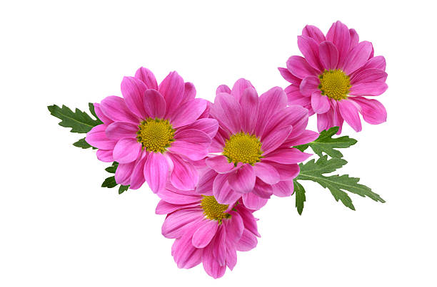 istock A pink chrysanthemum bouquet 2223953321