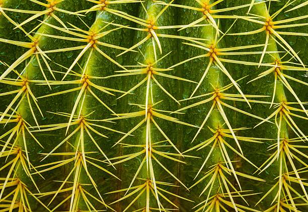 Close-up of a cactus with sharp yellow spines and green surface, showcasing nature's intricate patterns.