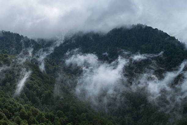 Lush green forest-covered mountains enveloped in dense mist and fog. The atmospheric scene portrays an untouched and serene natural landscape, emphasizing the tranquility of the wilderness.