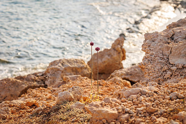 Two tall wild onion flowers growing among dry rocks on a coastal cliff, overlooking the sunlit Mediterranean Sea in Cyprus.High quality photo