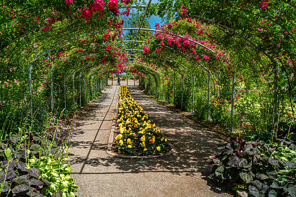istock Tacoma Park Rose Arbor 2 2223956316