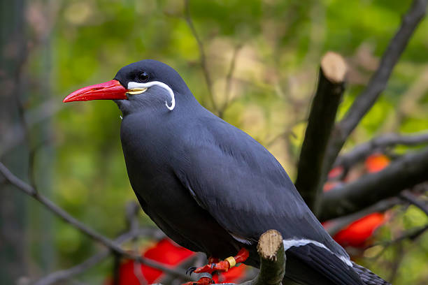 The Inca tern (Larosterna inca) closeup photo stock photo