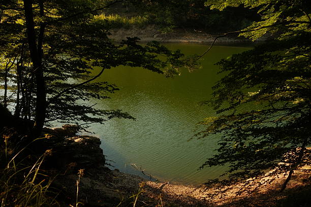 A beautiful lake situated in the heart of a lush forest, completely surrounded by tall trees, creating a serene natural landscape