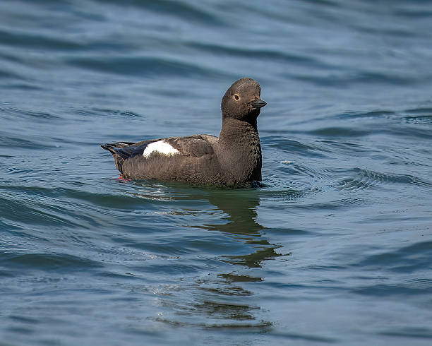 istock Pigeon Guillemot 2223956911