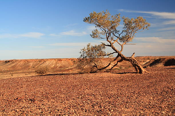 A ghost gum in the West macdonnel ranges stands against a brilliant desert blue sky in Northern territory