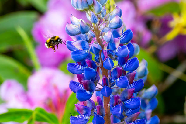 Bumblebee flying towards a lupin flower, Lupinus polyphyllus