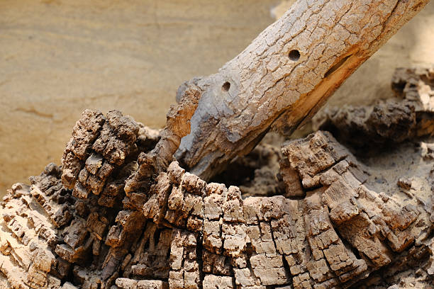 Detailed macro shot of weathered tree bark with deep cracks and layered wood texture. The abstract pattern and earthy tones make it perfect for backgrounds, natural textures, or design elements.