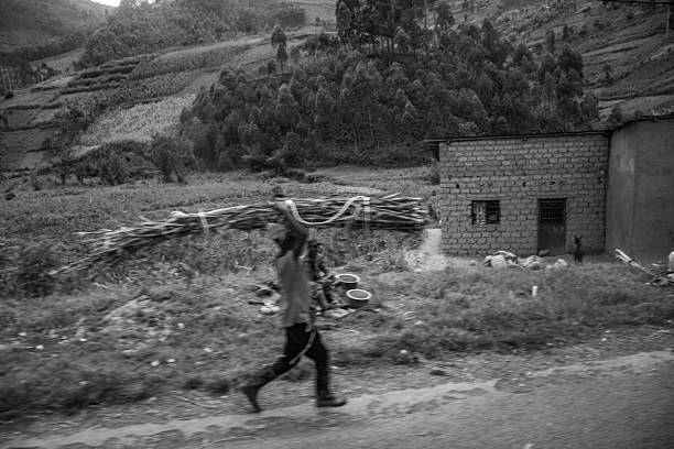 Entoto mountain, Addis Ababa, Ethiopia - January 13, 2023: Entoto mountain is densely covered by eucalyptus tree, an important source of firewood for the city. Almost 90 percent of the workforce in this exhausting trade of carrying wood this way in this area are women of all ages.