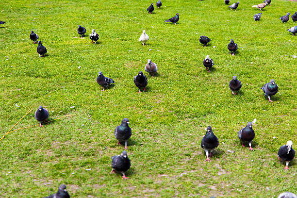 Pigeons in the grass on a sunny morning.
