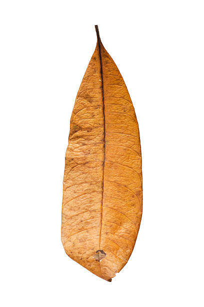 istock Brown dried tropical leaf on white background 2223966000