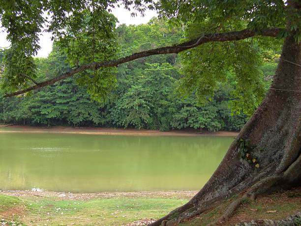 istock A tree trunk and its branches create a natural setting. The lake can be seen in the background. Photo taken at Janette González Sánchez Recreational Park, Florida, Puerto Rico. 2223966747